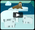 video - Gli animali dell'Artide