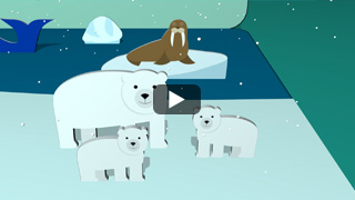 Gli animali dell'Artide